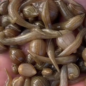 壹号娱乐APP小苗