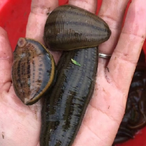 壹号娱乐APP成苗