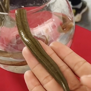 壹号娱乐APP成苗