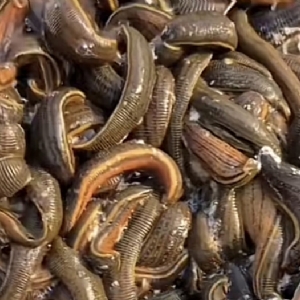 壹号娱乐APP成苗