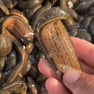 壹号娱乐APP成苗