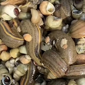 壹号娱乐APP成苗