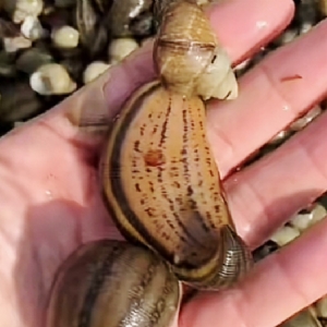 壹号娱乐APP成苗