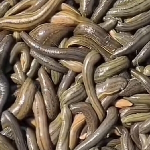 壹号娱乐APP成苗