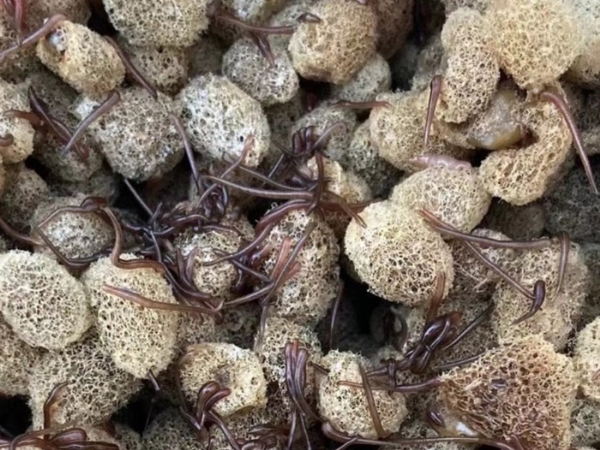 壹号娱乐APP养殖手艺履历和技巧浅谈