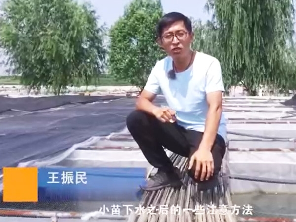 壹号娱乐APP小苗下水后的注重和操作