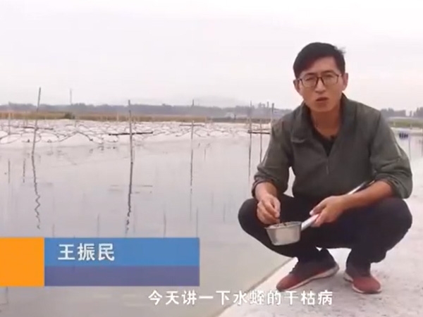 壹号娱乐APP干枯病爆发涯纪律及防治要领