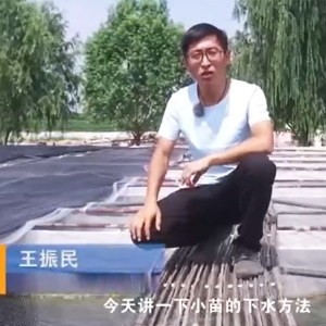 壹号娱乐APP小苗的下水要领