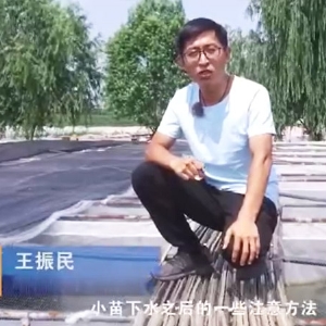 壹号娱乐APP小苗下水后的注重和操作