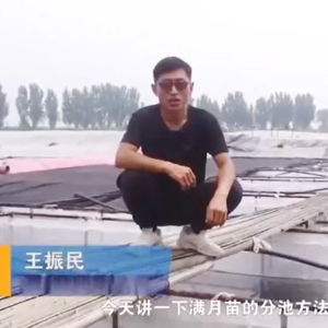 壹号娱乐APP满月苗的分池要领