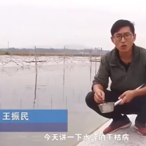 壹号娱乐APP干枯病爆发涯纪律及防治要领