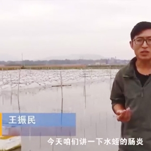 壹号娱乐APP胀气型肠炎爆发纪律及防治要领