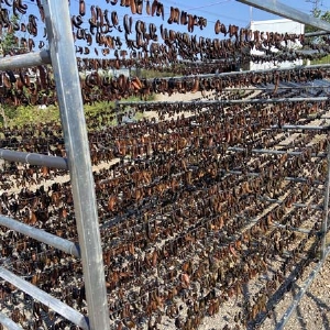 壹号娱乐APP成品