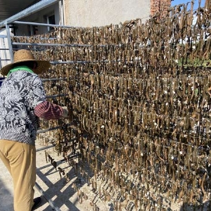 壹号娱乐APP成品